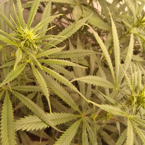 Colômbia kkau  growlog timeline photo