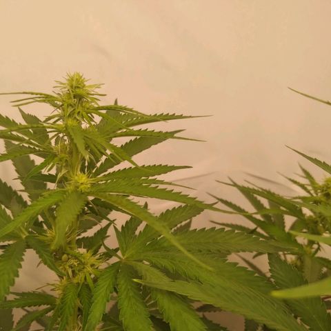 Colômbia kkau  growlog timeline photo