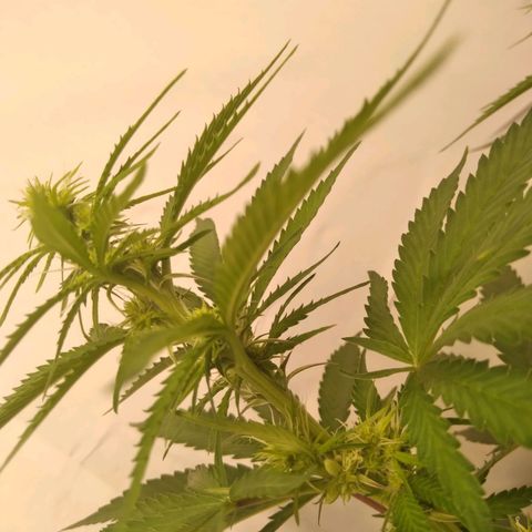 Colômbia kkau  growlog timeline photo