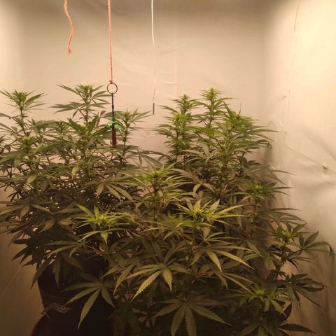 Colômbia kkau  growlog timeline photo