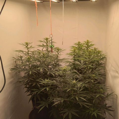 Colômbia kkau  growlog timeline photo