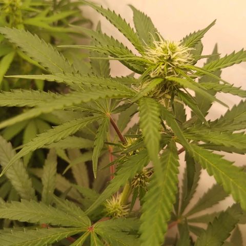 Colômbia kkau  growlog timeline photo