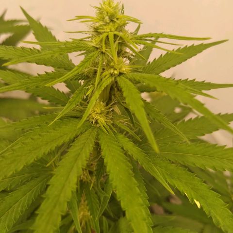 Colômbia kkau  growlog timeline photo