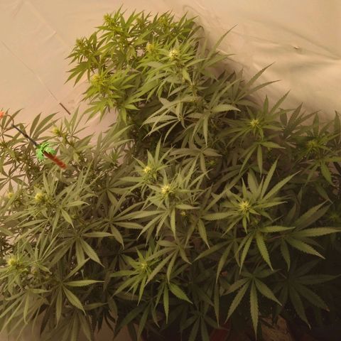 Colômbia kkau  growlog timeline photo