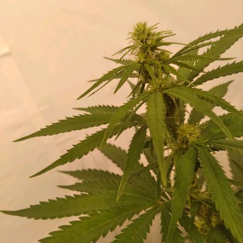 Colômbia kkau  growlog timeline photo