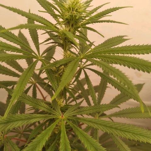 Colômbia kkau  growlog timeline photo