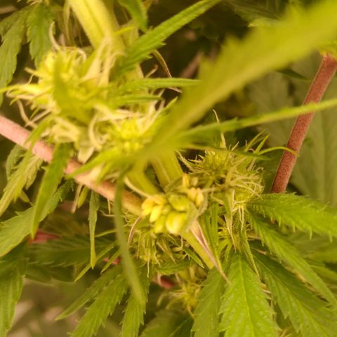 Colômbia kkau  growlog photo: Flor diferente a segunda que identifiquei na mesma planta a primeira eu arranquei 