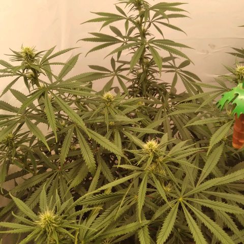 Colômbia kkau  growlog photo: Planta kk2 hermafrodita 
