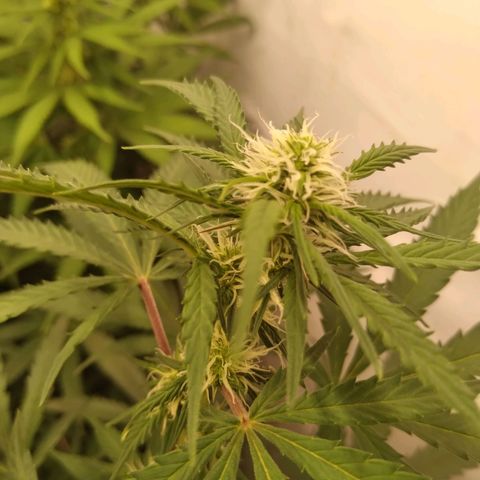 Colômbia kkau  growlog photo: Planta kk2 hermafrodita 