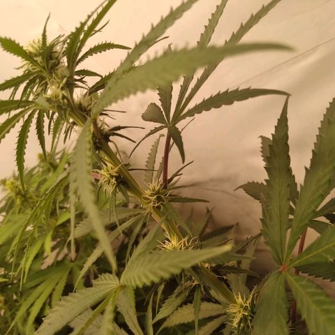 Colômbia kkau  growlog photo: Planta kk2 hermafrodita 