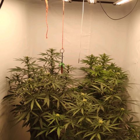 Colômbia kkau  growlog photo: Planta kk2 hermafrodita 