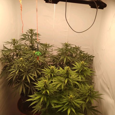 Colômbia kkau  growlog timeline photo