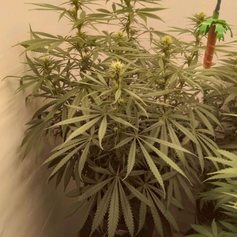 Colômbia kkau  growlog timeline photo