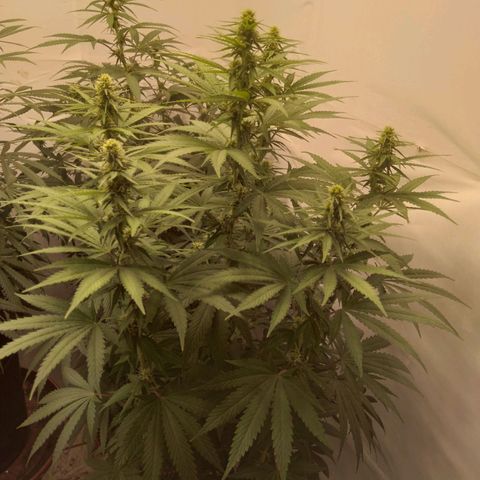 Colômbia kkau  growlog timeline photo