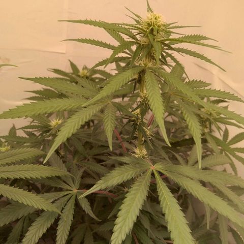 Colômbia kkau  growlog timeline photo