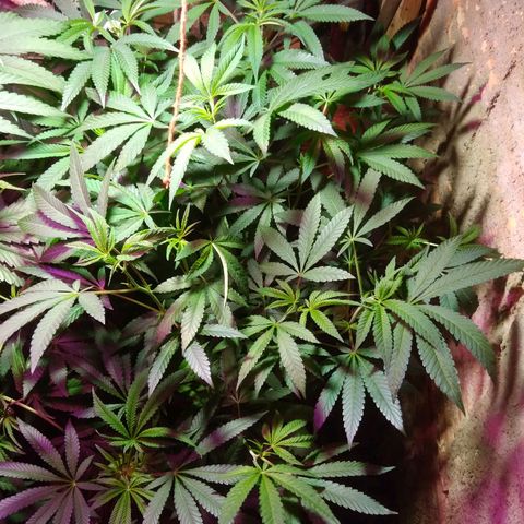 Colômbia kkau  growlog photo: Casinha plantada 04 maio