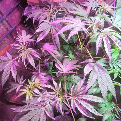 Colômbia kkau  growlog photo: Casinha plantada 04 maio