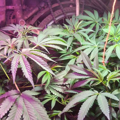 Colômbia kkau  growlog photo: Casinha plantada 04 maio