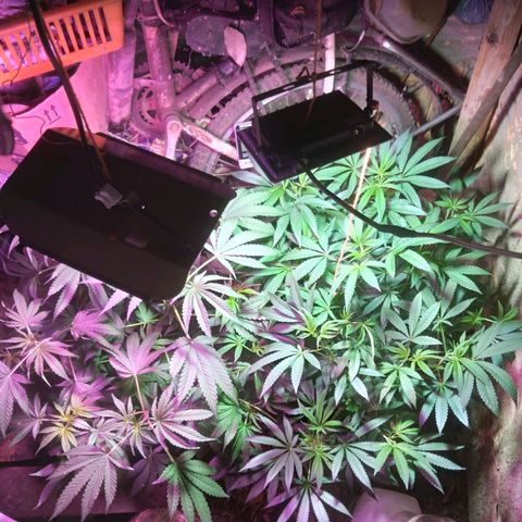 Colômbia kkau  growlog photo: Casinha plantada 04 maio