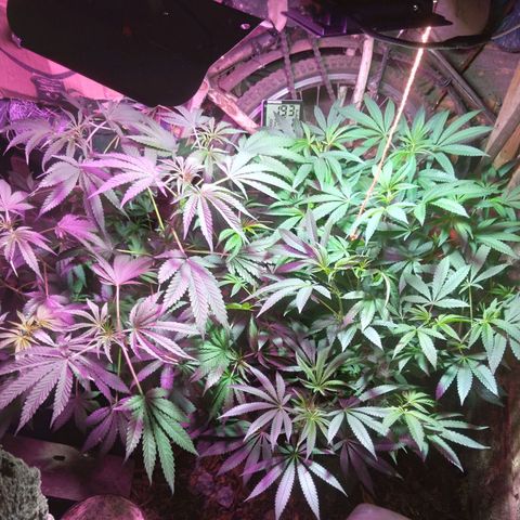 Colômbia kkau  growlog photo: Casinha plantada 04 maio
