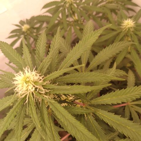 Colômbia kkau  growlog timeline photo