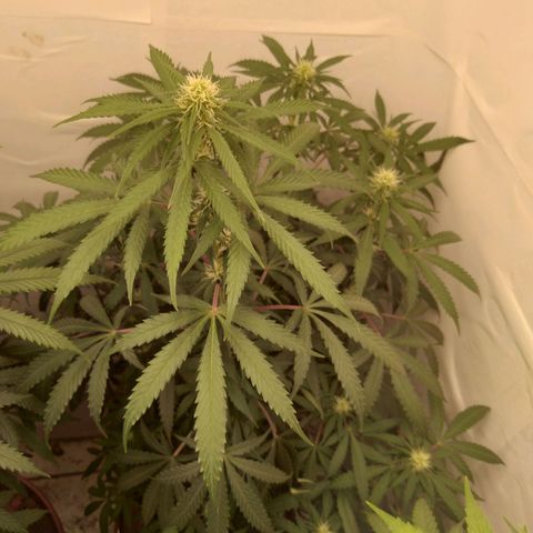 Colômbia kkau  growlog timeline photo