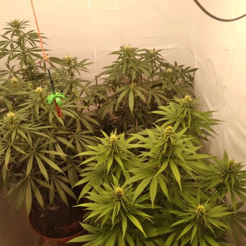 Colômbia kkau  growlog timeline photo