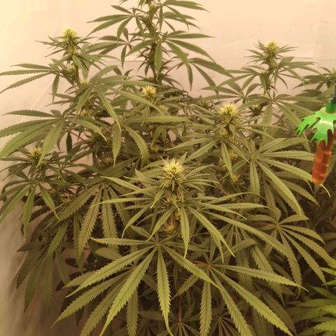 Colômbia kkau  growlog timeline photo