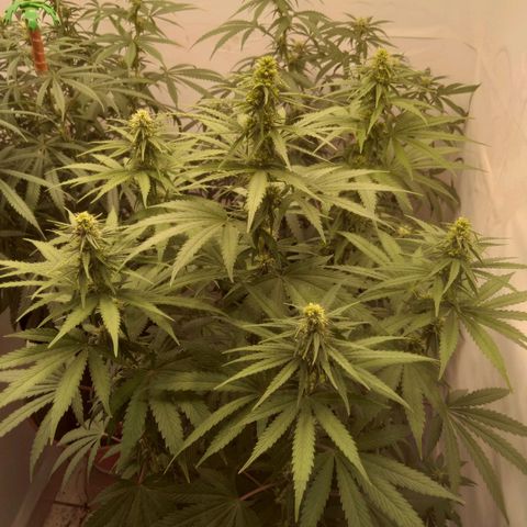 Colômbia kkau  growlog timeline photo