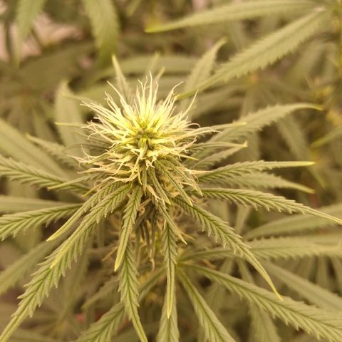 Colômbia kkau  growlog timeline photo