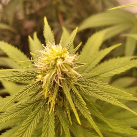 Colômbia kkau  growlog photo: Hermafrodita kku2