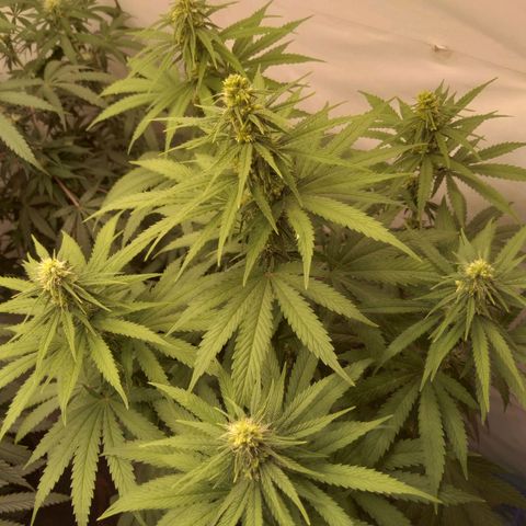 Colômbia kkau  growlog photo: Hermafrodita kku2