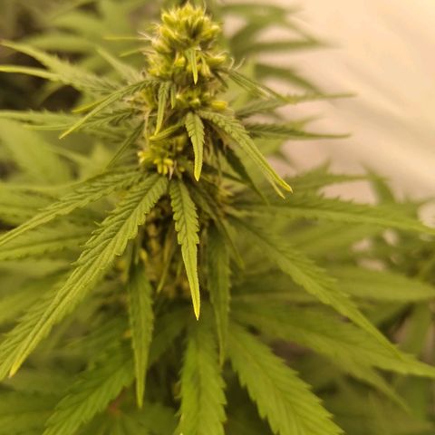 Colômbia kkau  growlog photo: Hermafrodita kku2