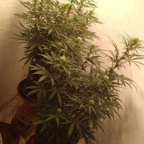 Colômbia kkau  growlog timeline photo