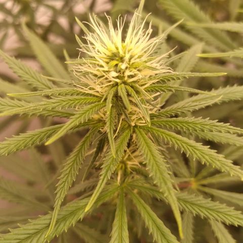 Colômbia kkau  growlog timeline photo