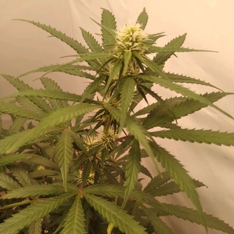 Colômbia kkau  growlog timeline photo