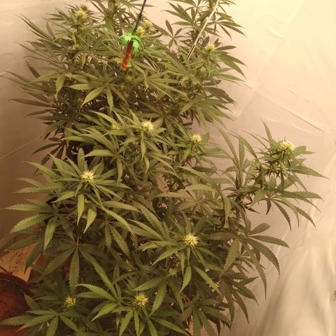 Colômbia kkau  growlog timeline photo