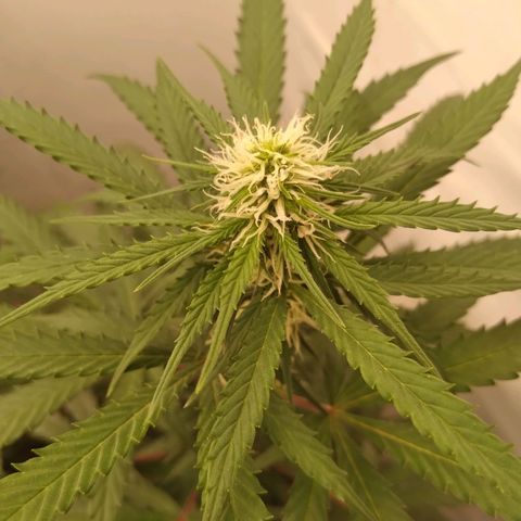Colômbia kkau  growlog timeline photo