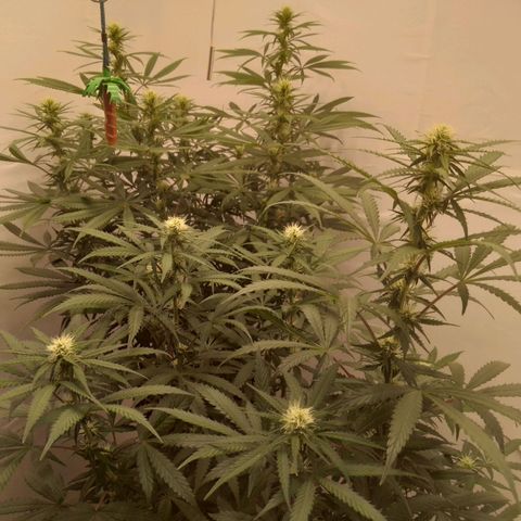 Colômbia kkau  growlog timeline photo