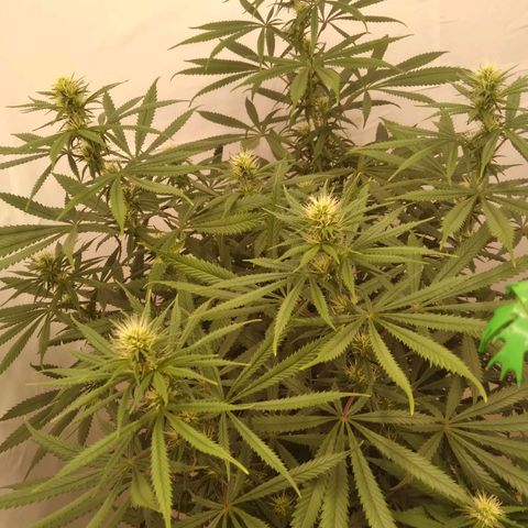 Colômbia kkau  growlog timeline photo