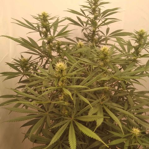Colômbia kkau  growlog photo: Kku 3 9 de abril data plantio
Strawberry banana kush 04 maio data plantio
