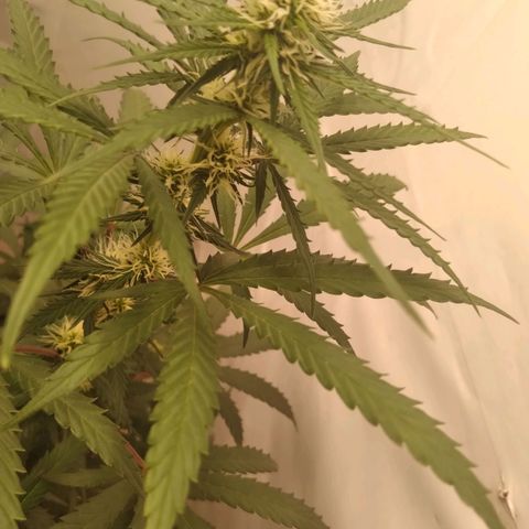 Colômbia kkau  growlog photo: Kku 3 9 de abril data plantio
Strawberry banana kush 04 maio data plantio