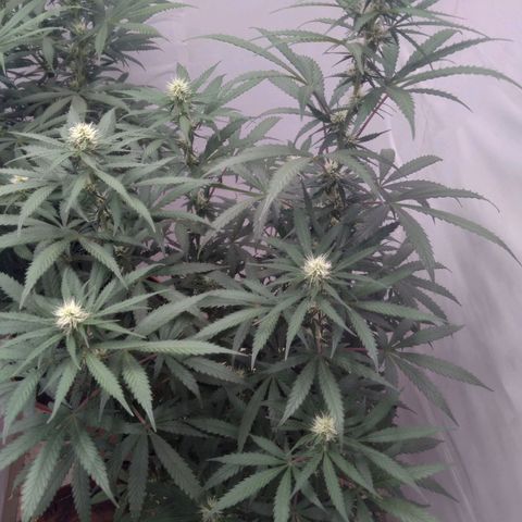 Colômbia kkau  growlog photo: Kku 3 9 de abril data plantio
Strawberry banana kush 04 maio data plantio