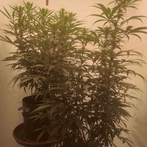 Colômbia kkau  growlog photo: Kku 3 9 de abril data plantio
Strawberry banana kush 04 maio data plantio