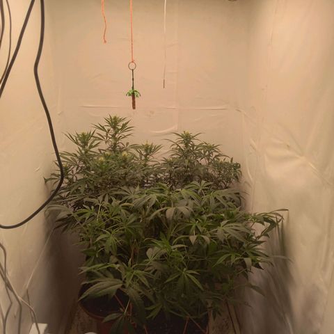 Colômbia kkau  growlog photo: 1° dia Flora 
Limonada mango