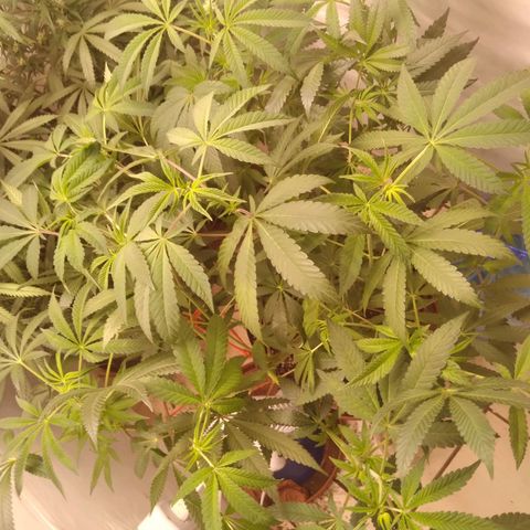 Colômbia kkau  growlog photo: 1° dia Flora 
Limonada mango