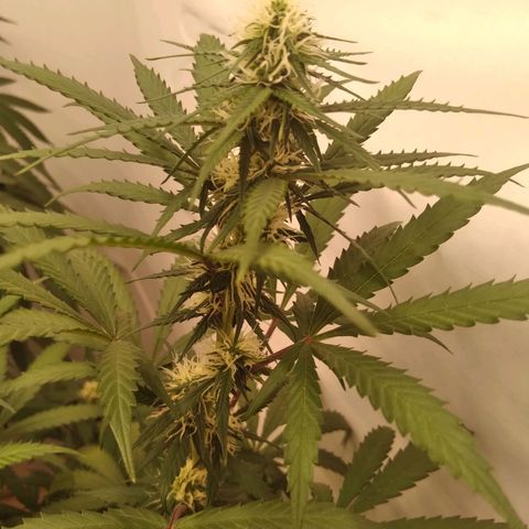 Colômbia kkau  growlog timeline photo