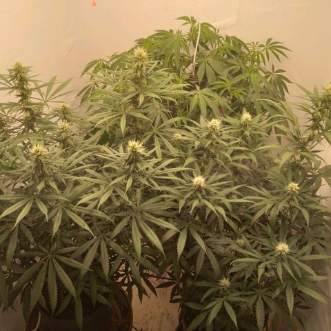 Colômbia kkau  growlog timeline photo