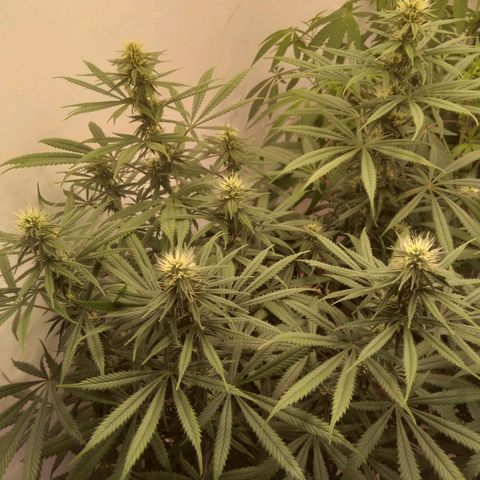 Colômbia kkau  growlog timeline photo
