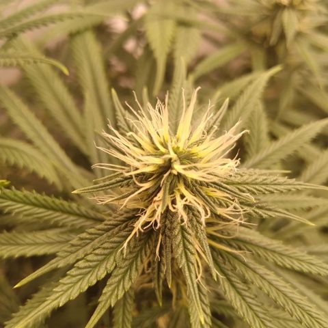 Colômbia kkau  growlog timeline photo